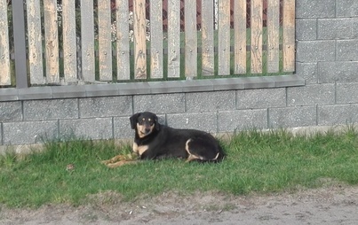 Zdjęcie do Czarny piesek szuka domu !