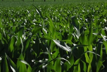 Zdjęcie do Szkolenie dla rolnik&oacute;w dotyczące uprawy kukurydzy w trudnych warunkach klimatycznych
