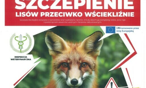 Zdjęcie do Akcja szczepienia lis&oacute;w przeciwko wściekliźnie 